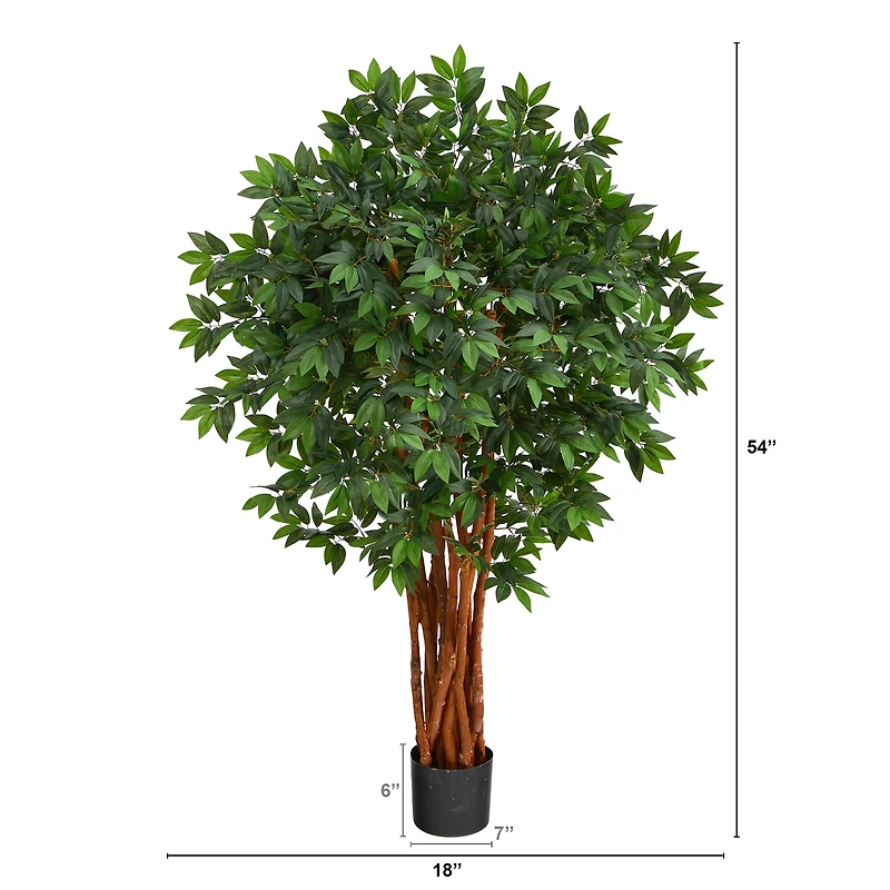 4.5ft. Potted Lychee Tree