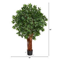 4.5ft. Potted Lychee Tree