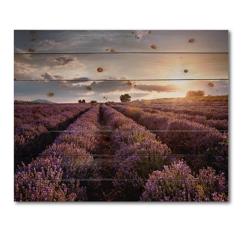 Designart - Sunrise & Dramatic Clouds Over Lavender Field V