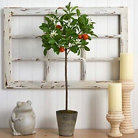 3ft. Potted Orange Tree