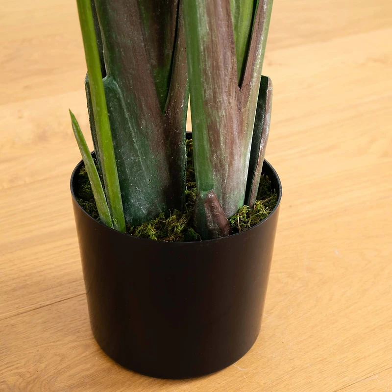 8ft. Potted Travelers Palm Tree