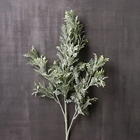Dusty Miller Stem by Ashland®
