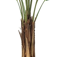 6ft. Potted Giant Areca Palm Tree