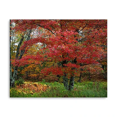 Lumaprints Catskill Maple Canvas Wall Art