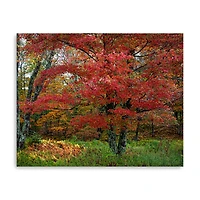 Lumaprints Catskill Maple Canvas Wall Art