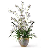 2ft. White Dancing Lady Orchid Arrangement in Ceramic Vase