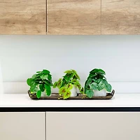 8" Mixed Greenery in Ceramic Planters Set