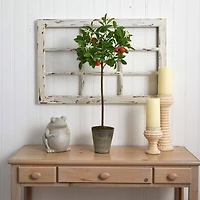 3ft. Potted Orange Tree
