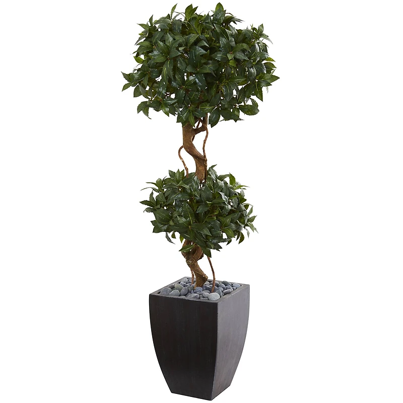 4.5ft. Sweet Bay Double Topiary Tree in Black Planter