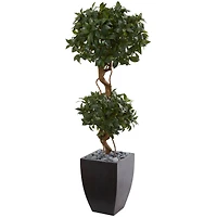 4.5ft. Sweet Bay Double Topiary Tree in Black Planter