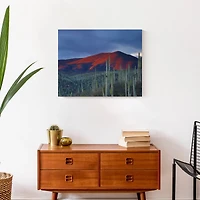 Field Of Cactus 20" x 16" Canvas Wall Art