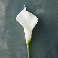 White Calla Lily Stem by Ashland®