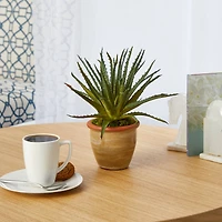 11" Aloe Plant in Ceramic Planter