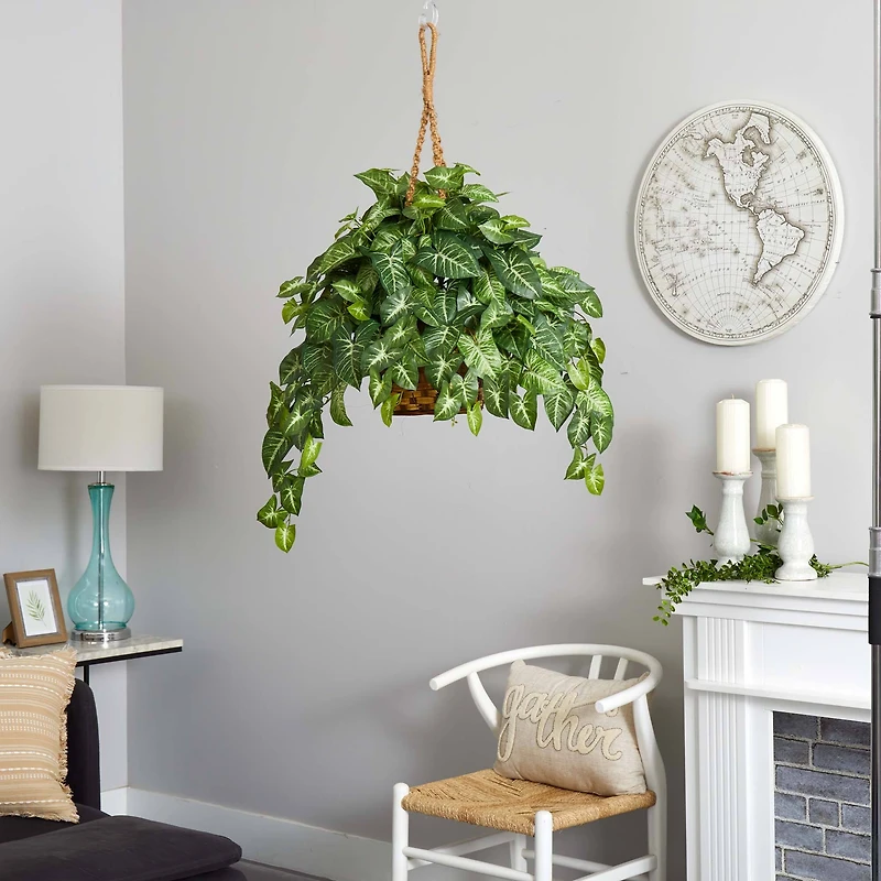 2ft. Arrowhead Plant Hanging Basket