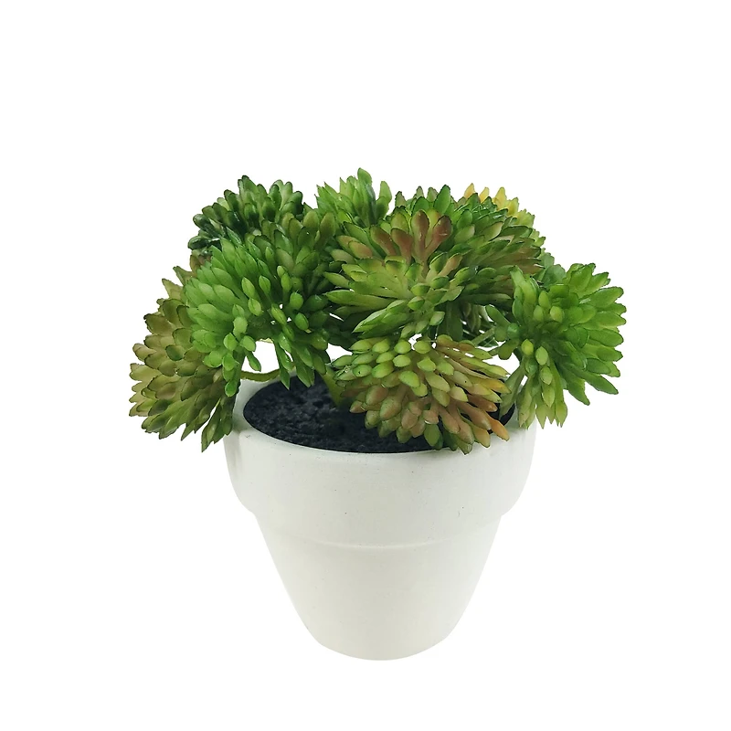 Assorted Micro Premade Succulent, 1pc. by Ashland®