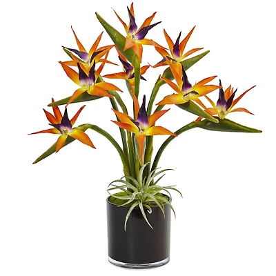 24" Bird of Paradise Arrangement in Black Glossy Cylinder
