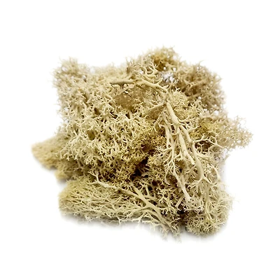 JTT Scenery Products Landscape Lichen Dry Plants