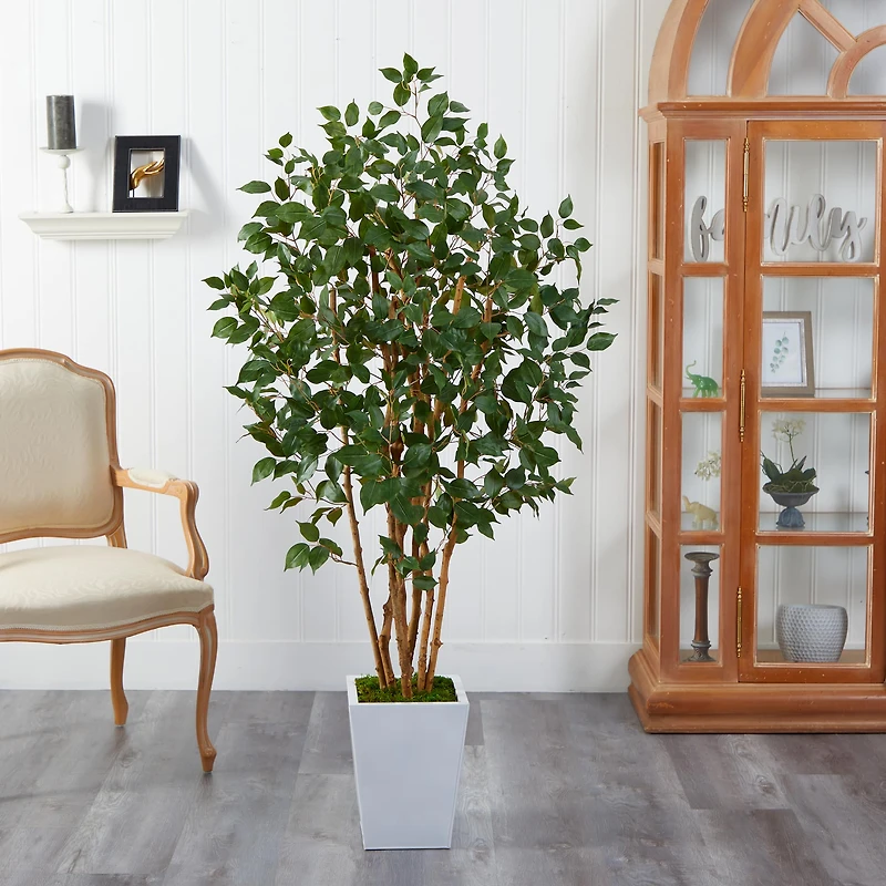 5.5ft. Bushy Ficus Tree in White Metal Planter