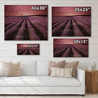 Designart - Sunrise & Dramatic Clouds Over Lavender Field XI
