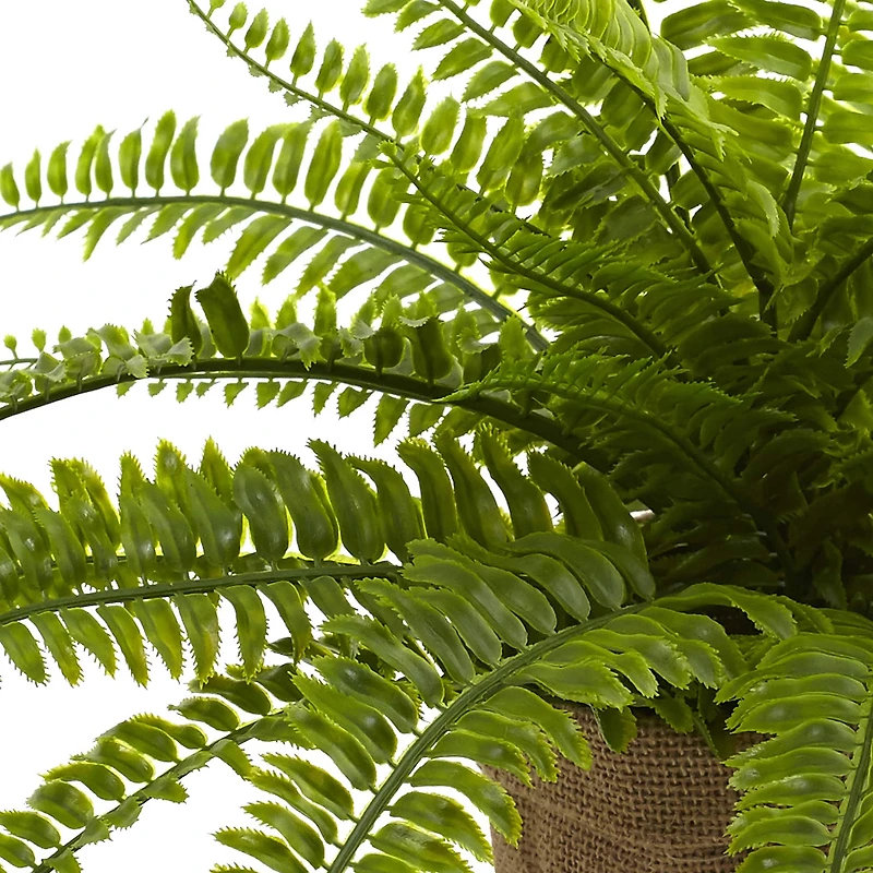 15" Boston Fern with Burlap Planter, 2ct.
