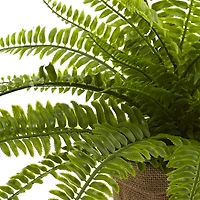 15" Boston Fern with Burlap Planter, 2ct.