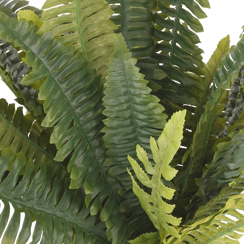 8 Pack: Boston Fern Bush by Ashland®