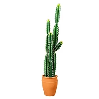 5ft. Cactus in Terracotta Planter