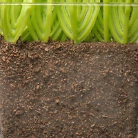 3-Piece Square Sprout-Filled Glass Assortment