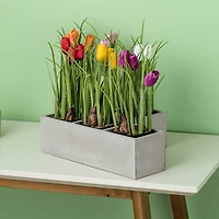 10" Artificial Tulips in Black Plastic Planters Pots, 6ct.