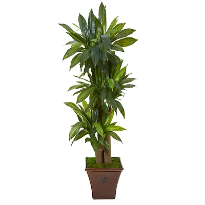 5ft. Corn Stalk Dracaena Plant in Brown Planter