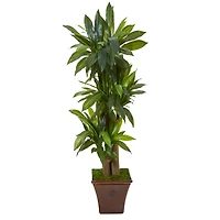 5ft. Corn Stalk Dracaena Plant in Brown Planter