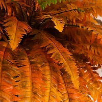 48in. Autumn Artificial Fall Boston Fern - Set of 2