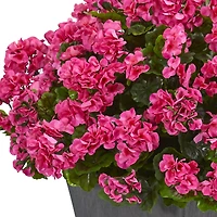 2.7ft. UV Resistant Pink Artificial Geranium in Slate Planter