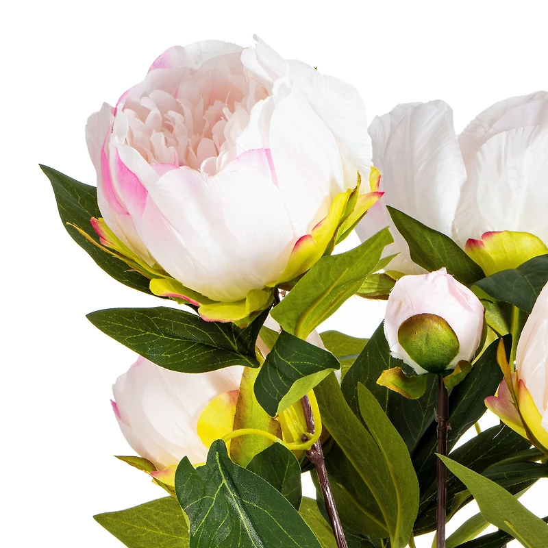Cream & Pink Peony Bush