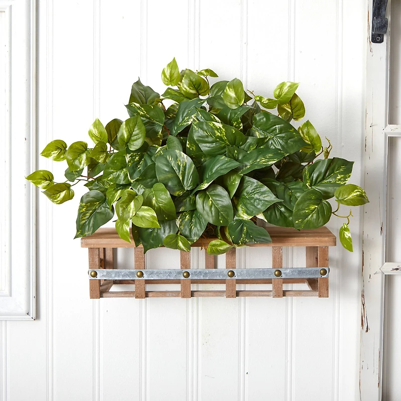 15" Pothos Ledge Plant