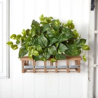 15" Pothos Ledge Plant