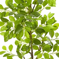 3ft. Ficus Tree in Faux Concrete Planter