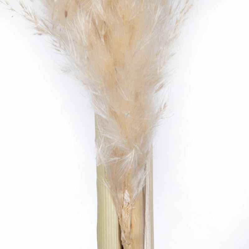 Dried Natural Pampas Grass, 6ct.