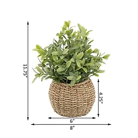 Flora Bunda® 11.7" Tea Leaf Plant in Basket