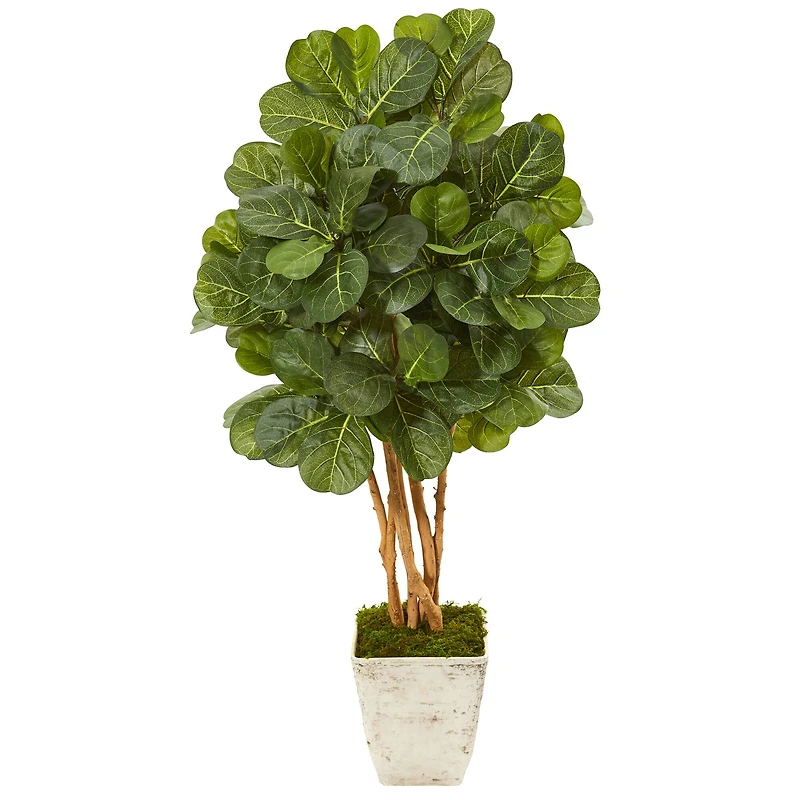 4.3ft. Fiddle Leaf Fig Tree in Country White Planter