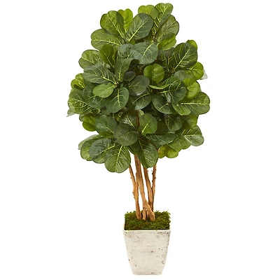 4.3ft. Fiddle Leaf Fig Tree in Country White Planter