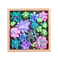 OKTO DIY Wood & Craft Tenderness Succulents Clay Kit