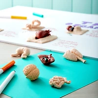 12 Pack: Safari Ltd® Toob® Human Organs Set