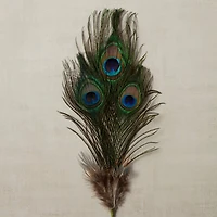 12 Pack: Peacock Feather Picks by Ashland®
