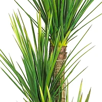 4.8ft. Potted Yucca Tree