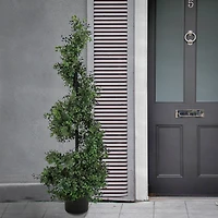 4ft. Boxwood Spiral Topiary In Nursery Pot