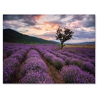Designart - Lavender Field At Dawn III