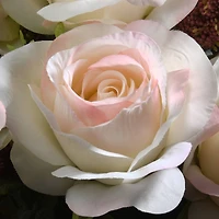 Light Pink Rose Bundle