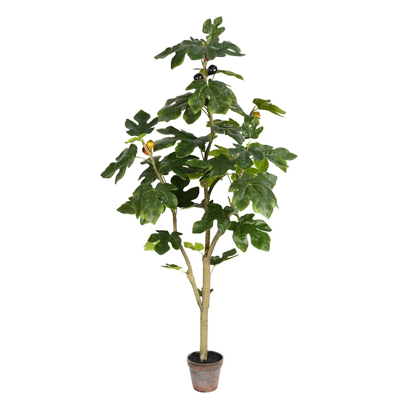 4ft. Potted Fig Tree