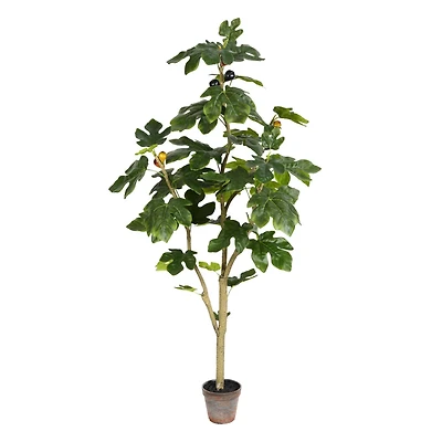 4ft. Potted Fig Tree